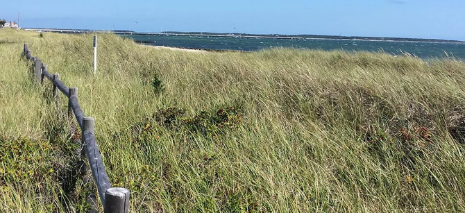 Seaside Field